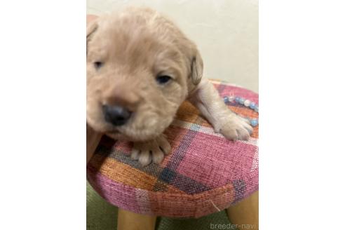 成約済の北海道のミックス犬-367225の18枚目