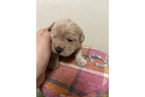 成約済の北海道のミックス犬-367225の17枚目