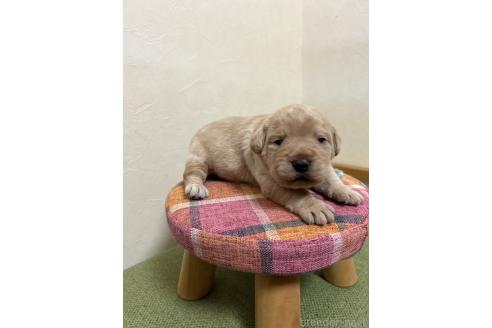 成約済の北海道のミックス犬-367225の16枚目