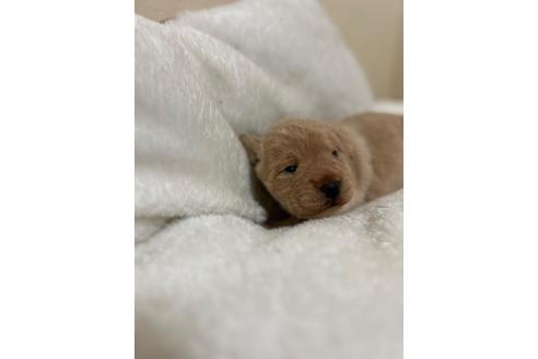 成約済の北海道のミックス犬-367225の15枚目