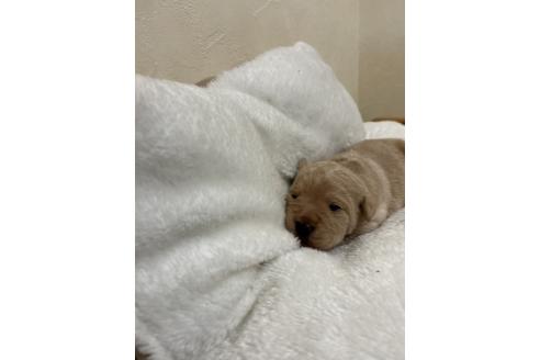 成約済の北海道のミックス犬-367225の14枚目
