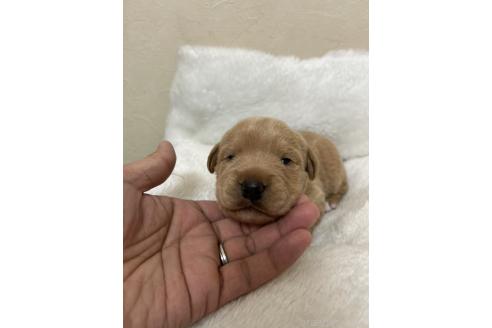 成約済の北海道のミックス犬-367228の12枚目