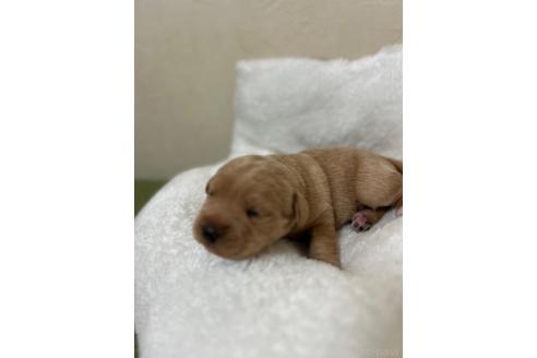 成約済の北海道のミックス犬-367228の10枚目