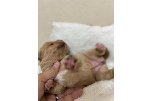 成約済の北海道のミックス犬-367228の11枚目