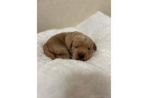 成約済の北海道のミックス犬-367228の9枚目