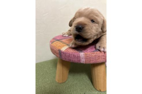 成約済の北海道のミックス犬-367228の7枚目