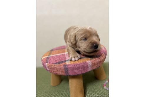 成約済の北海道のミックス犬-367228の6枚目