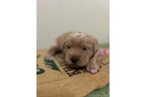 成約済の北海道のミックス犬-367228の5枚目