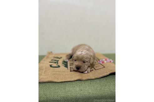 成約済の北海道のミックス犬-367228の4枚目