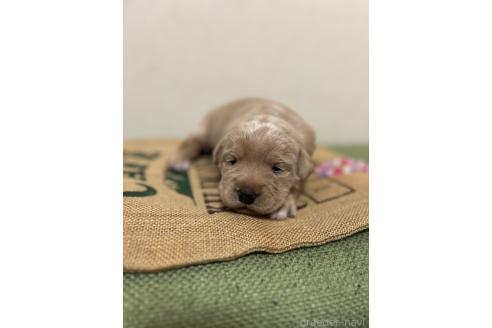 成約済の北海道のミックス犬-367228の3枚目