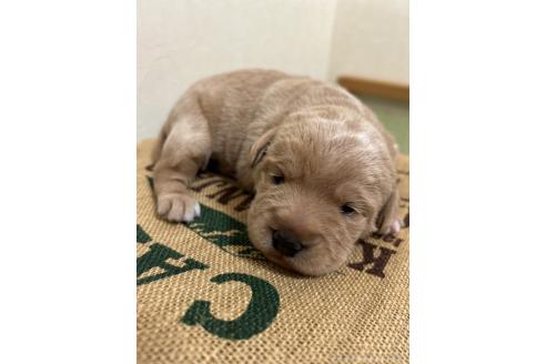 成約済の北海道のミックス犬-367228の2枚目
