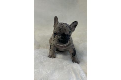 成約済の山口県のフレンチブルドッグ-362355の1枚目