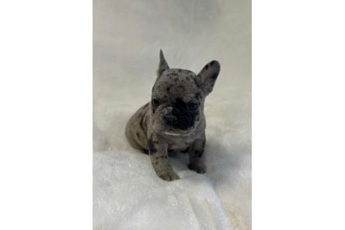 成約済の山口県のフレンチブルドッグ-362355の5枚目