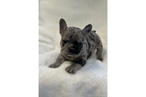 成約済の山口県のフレンチブルドッグ-362355の4枚目