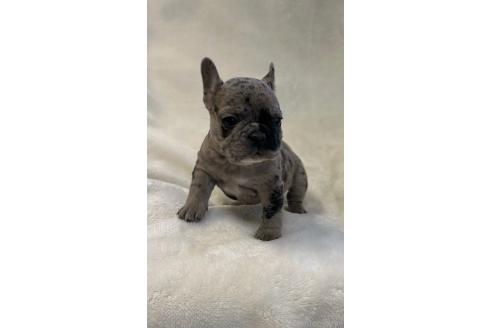 成約済の山口県のフレンチブルドッグ-362355の3枚目