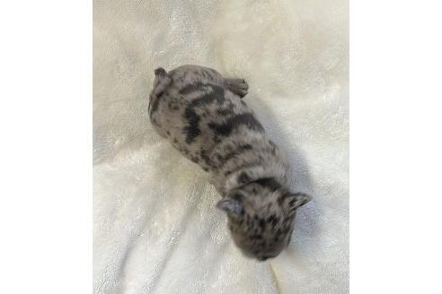 成約済の山口県のフレンチブルドッグ-362355の2枚目