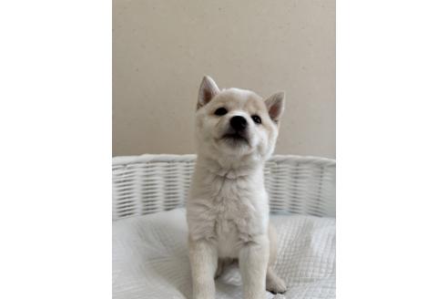 成約済の兵庫県の豆柴-367245の9枚目