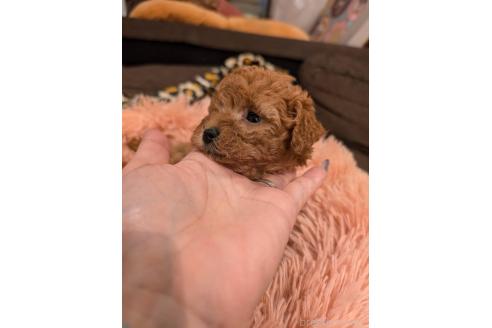 成約済の大阪府のタイニープードル-367252の3枚目