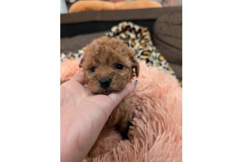成約済の大阪府のタイニープードル-367252の1枚目