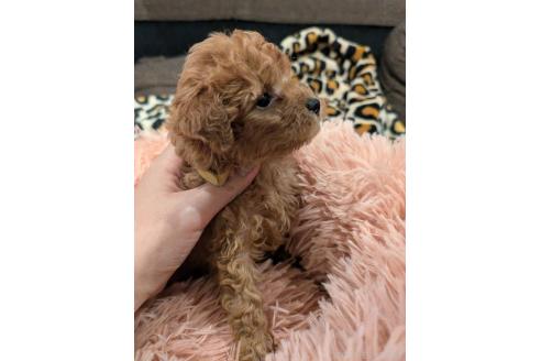 成約済の大阪府のタイニープードル-367252の2枚目