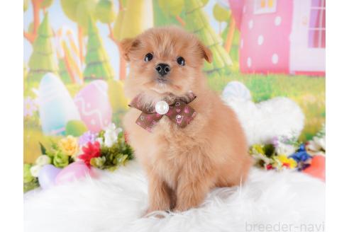成約済の栃木県のミックス犬-367276の6枚目