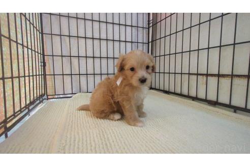 成約済の茨城県のマルプー:マルチーズ×トイプードル-367256の9枚目