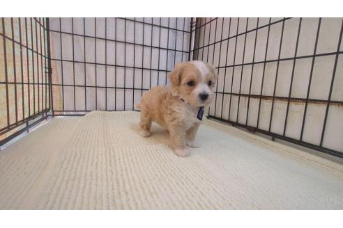 成約済の茨城県のマルプー:マルチーズ×トイプードル-367257の7枚目