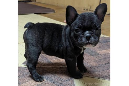 成約済の愛媛県のフレンチブルドッグ-365108の97枚目