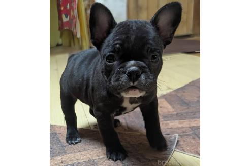 成約済の愛媛県のフレンチブルドッグ-365108の96枚目