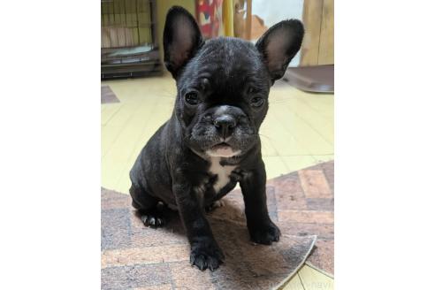 成約済の愛媛県のフレンチブルドッグ-365108の95枚目