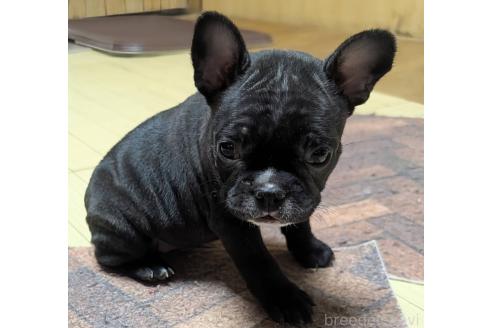 成約済の愛媛県のフレンチブルドッグ-365108の94枚目