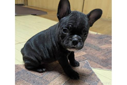 成約済の愛媛県のフレンチブルドッグ-365108の93枚目