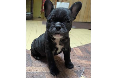成約済の愛媛県のフレンチブルドッグ-365108の92枚目