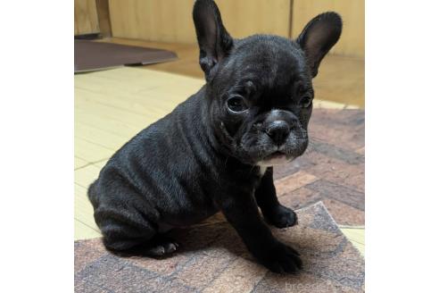 成約済の愛媛県のフレンチブルドッグ-365108の91枚目