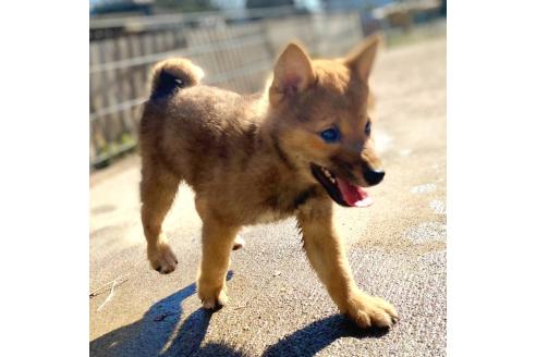 成約済の茨城県の豆柴-358174の37枚目