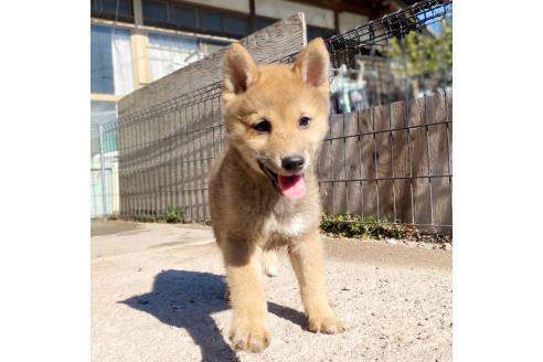 成約済の茨城県の豆柴-358174の36枚目