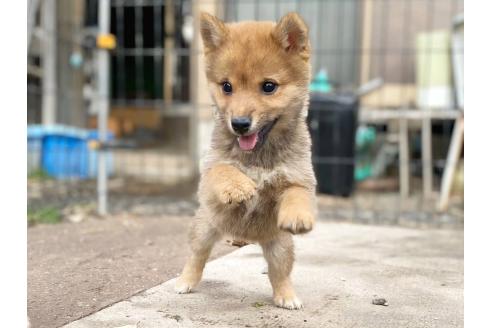 成約済の茨城県の豆柴-356354の13枚目