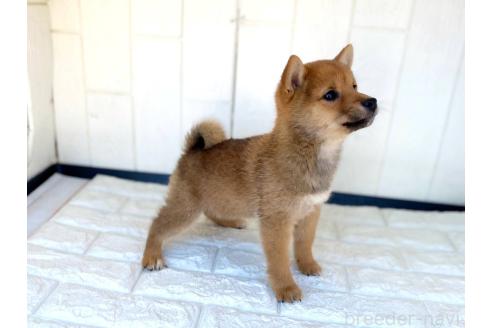 成約済の茨城県の豆柴-356354の12枚目