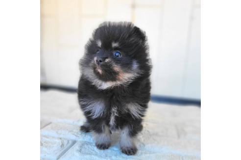 成約済の茨城県のポメラニアン-364563の19枚目