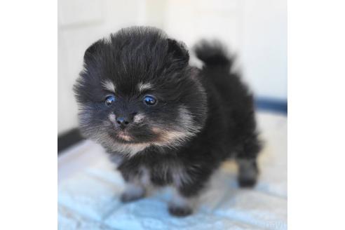 成約済の茨城県のポメラニアン-364563の16枚目