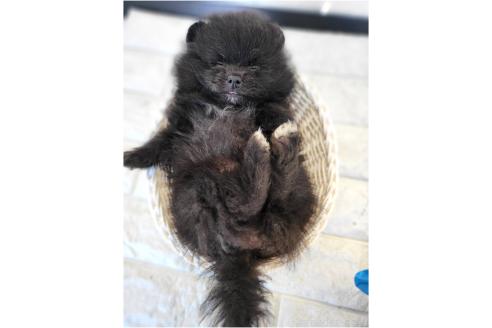 成約済の茨城県のポメラニアン-364558の20枚目