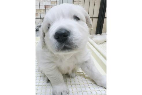 成約済の大分県のゴールデンレトリーバー-367272の15枚目