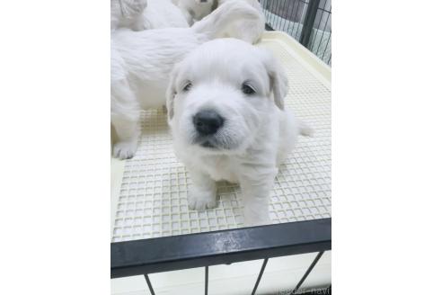 成約済の大分県のゴールデンレトリーバー-367272の12枚目