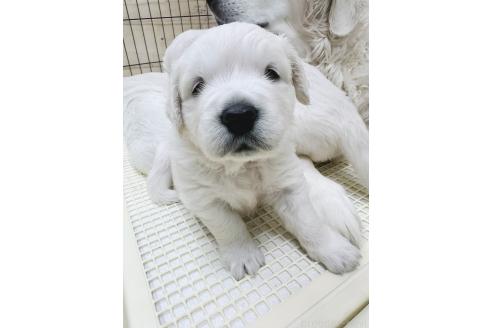 成約済の大分県のゴールデンレトリーバー-367272の10枚目
