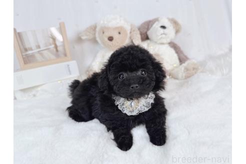 成約済の大阪府のティーカッププードル-367273の5枚目