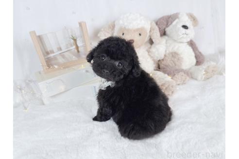 成約済の大阪府のティーカッププードル-367273の4枚目