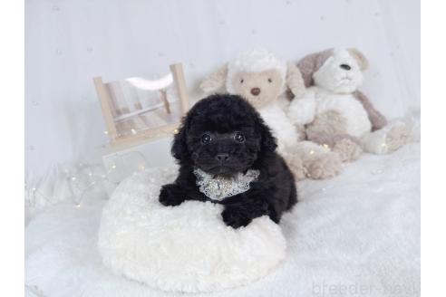 成約済の大阪府のティーカッププードル-367273の3枚目