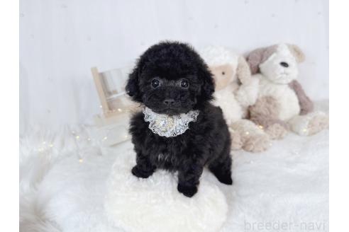 成約済の大阪府のティーカッププードル-367273の2枚目