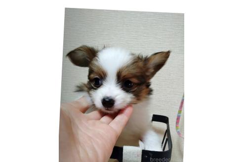 成約済の愛媛県のパピヨン-363735の43枚目