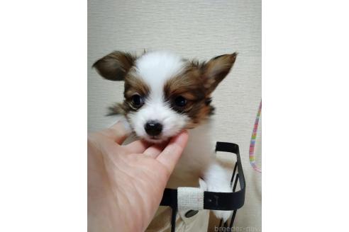 成約済の愛媛県のパピヨン-363735の41枚目